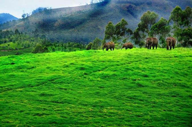 munnar tour packages for 7 days